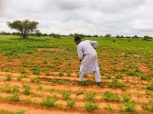 شاب سوداني ينجح في تحقيق إنتاجية عالية من الفول السوداني بمنطقة ام لبانه بغرب دارفور